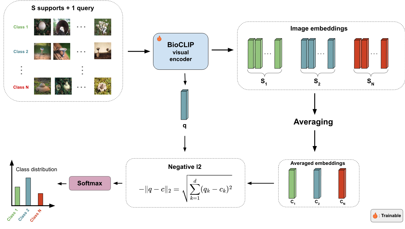 Amélioration des représentations prototypiques de champignons pour la classification à quelques exemples